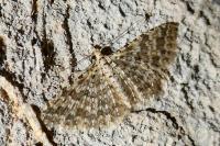 Alucita cancellata