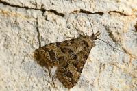 Alucita cymatodactyla