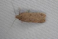Bryotropha