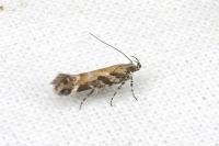 Aristotelia