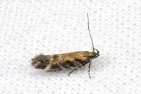 Aristotelia