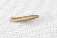 Batrachedra parvulipunctella