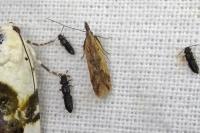 Dichomeris acuminata