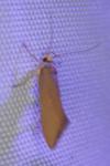 Crassa unitella
