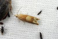 Eucosma conterminana