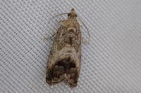 Cydia splendana