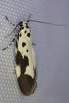 Ethmia quadrillella
