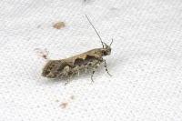 Ornativalva plutelliformis