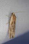Eucosma gr. cana