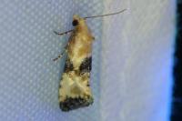 Eupoecilia angustana