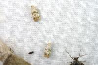 Phalonidia contractana