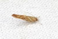 Pyroderces argyrogrammos