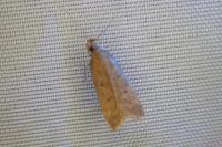 Helcystogramma lutatella