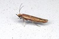 Zelleria hepariella