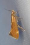 Metalampra italica
