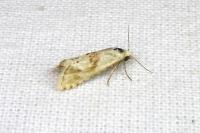 Cochylimorpha straminea