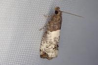Notocelia roborana