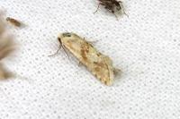 Cochylimorpha straminea