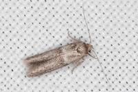 Blastobasis phycidella