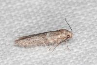 Blastobasis phycidella