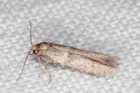 Blastobasis phycidella