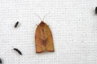 Cacoecimorpha pronubana