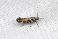 Aristotelia