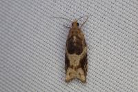Rhopobota naevana