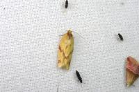 Clepsis pallidana