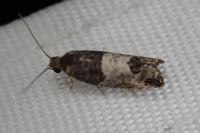 Spilonota ocellana