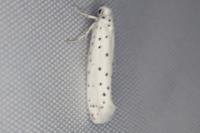 Yponomeuta
