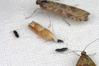 Eucosma conterminana