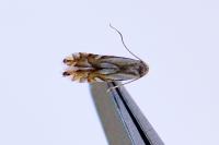 Phyllonorycter rajella