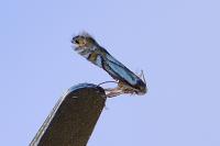 Phyllonorycter rajella
