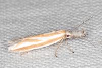 Pleurota tabelli
