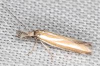 Pleurota tabelli
