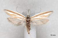 Pleurota tabelli
