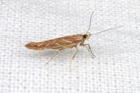 Pyroderces argyrogrammos