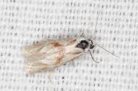 Cochylimorpha straminea