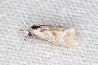 Cochylimorpha straminea