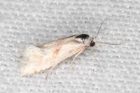 Cochylimorpha straminea