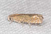 Eucosma obumbratana