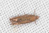 Eucosma obumbratana