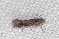 Aproaerema anthyllidella