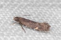Aproaerema anthyllidella