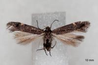 Aproaerema anthyllidella