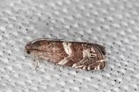Cydia coniferana