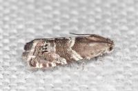 Cydia coniferana