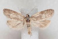 Cnephasia bizensis
