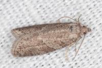 Cnephasia bizensis